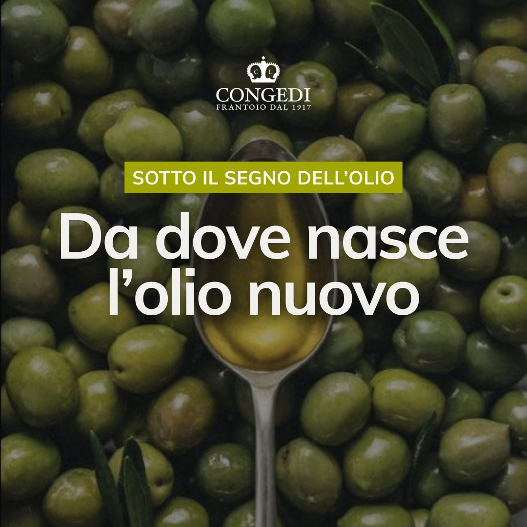 Raccolta delle olive e olio extravergine di oliva nuovo